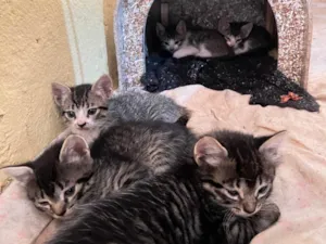 Gato raça SRD-ViraLata idade Abaixo de 2 meses nome 5 gatinhos super dóceis e brincalhões 