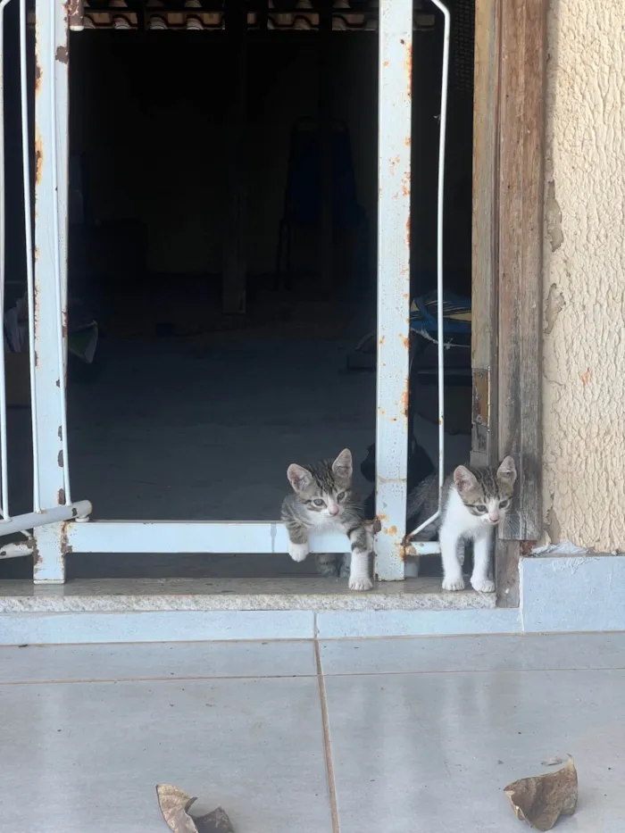 Gato ra a SRD-ViraLata idade Abaixo de 2 meses nome 5 gatinhos super dóceis e brincalhões 