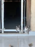 5 gatinhos super dóceis e brincalhões