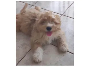 Cachorro raça Shitzu idade 2 a 6 meses nome Paçoca