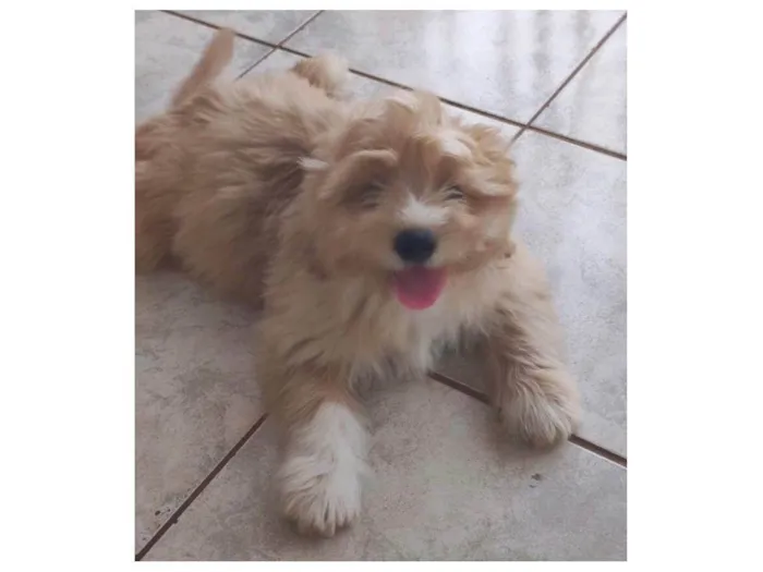 Cachorro ra a Shitzu idade 2 a 6 meses nome Paçoca