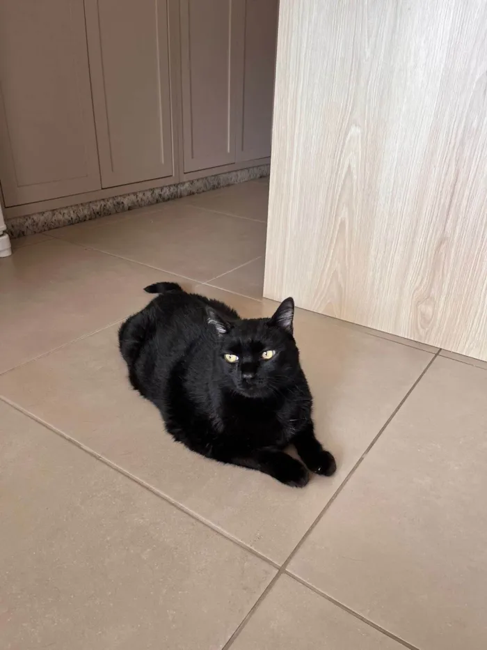 Gato ra a SRD-ViraLata idade 6 ou mais anos nome Shakti (apelido Shashá)