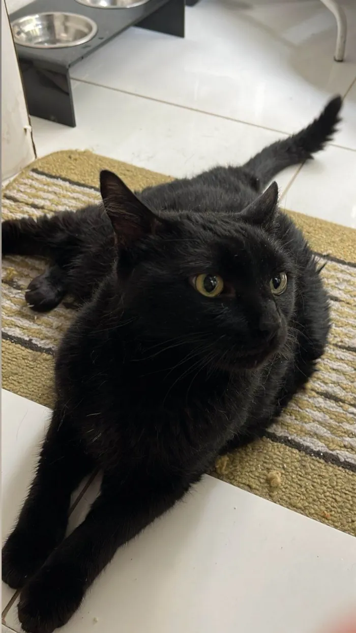 Gato ra a SRD-ViraLata idade 6 ou mais anos nome Shakti (apelido Shashá)