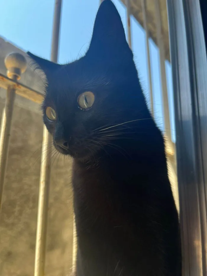 Gato ra a SRD-ViraLata idade 7 a 11 meses nome Morena