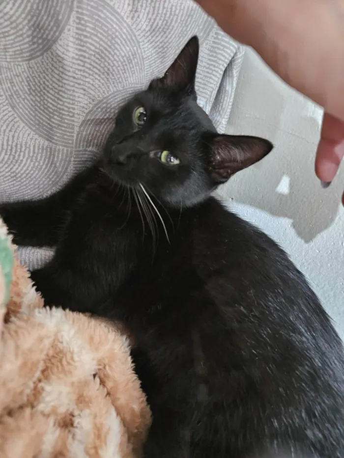 Gato ra a SRD-ViraLata idade 7 a 11 meses nome Morena
