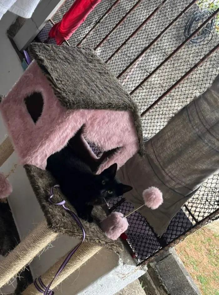 Gato ra a SRD-ViraLata idade 7 a 11 meses nome Morena
