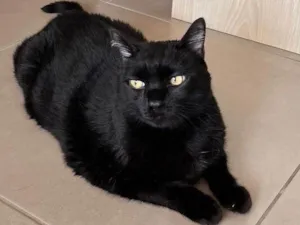 Gato raça SRD-ViraLata idade 6 ou mais anos nome Shakti (apelido Shashá)
