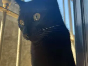Gato raça SRD-ViraLata idade 7 a 11 meses nome Morena