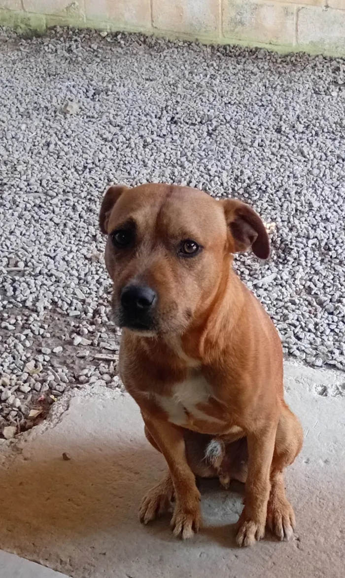 Cachorro ra a Pit-Bull idade 1 ano nome Hulk