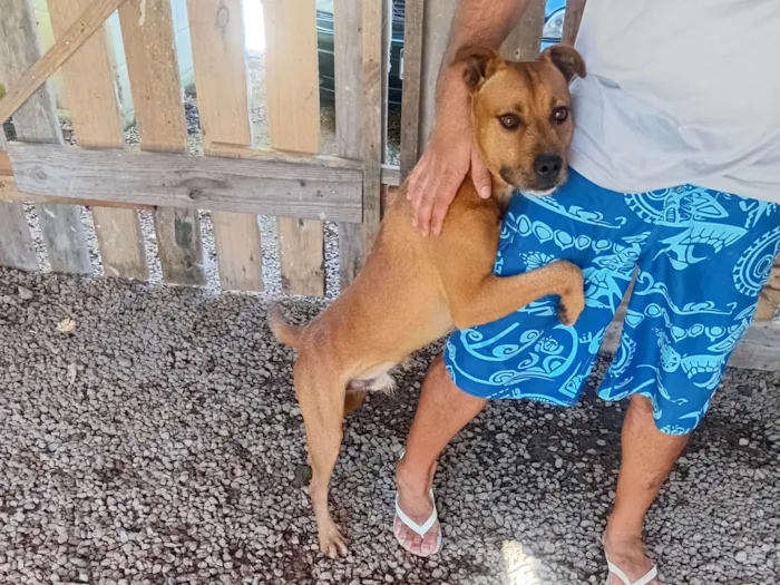 Cachorro ra a Pit-Bull idade 1 ano nome Hulk