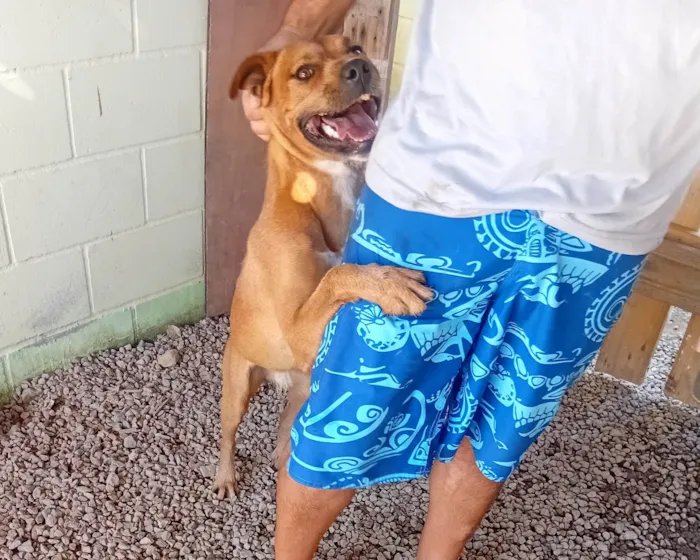 Cachorro ra a Pit-Bull idade 1 ano nome Hulk