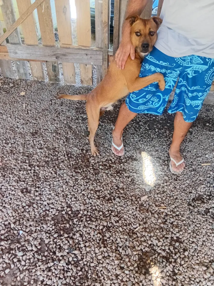 Cachorro ra a Pit-Bull idade 1 ano nome Hulk