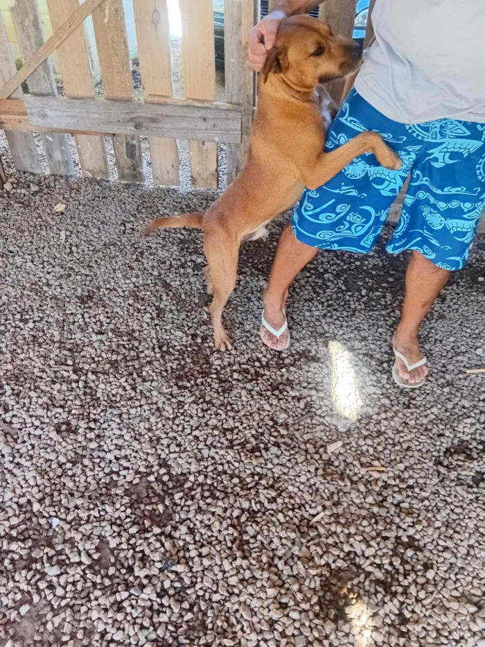 Cachorro ra a Pit-Bull idade 1 ano nome Hulk