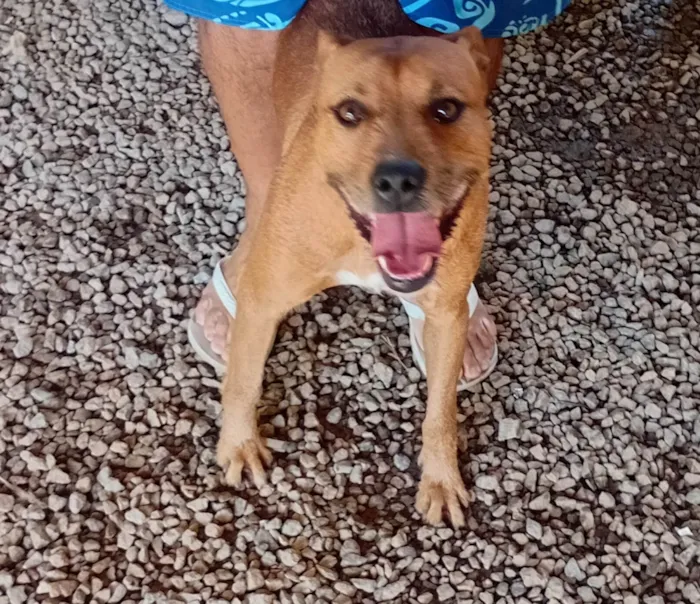 Cachorro ra a Pit-Bull idade 1 ano nome Hulk