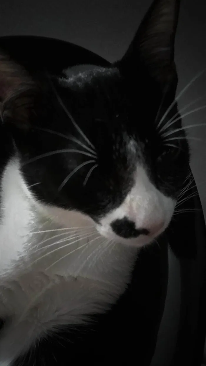 Gato ra a SRD-ViraLata idade 2 a 6 meses nome Não tem nome 