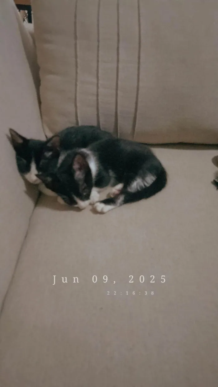 Gato ra a SRD-ViraLata idade 2 a 6 meses nome Não tem nome 