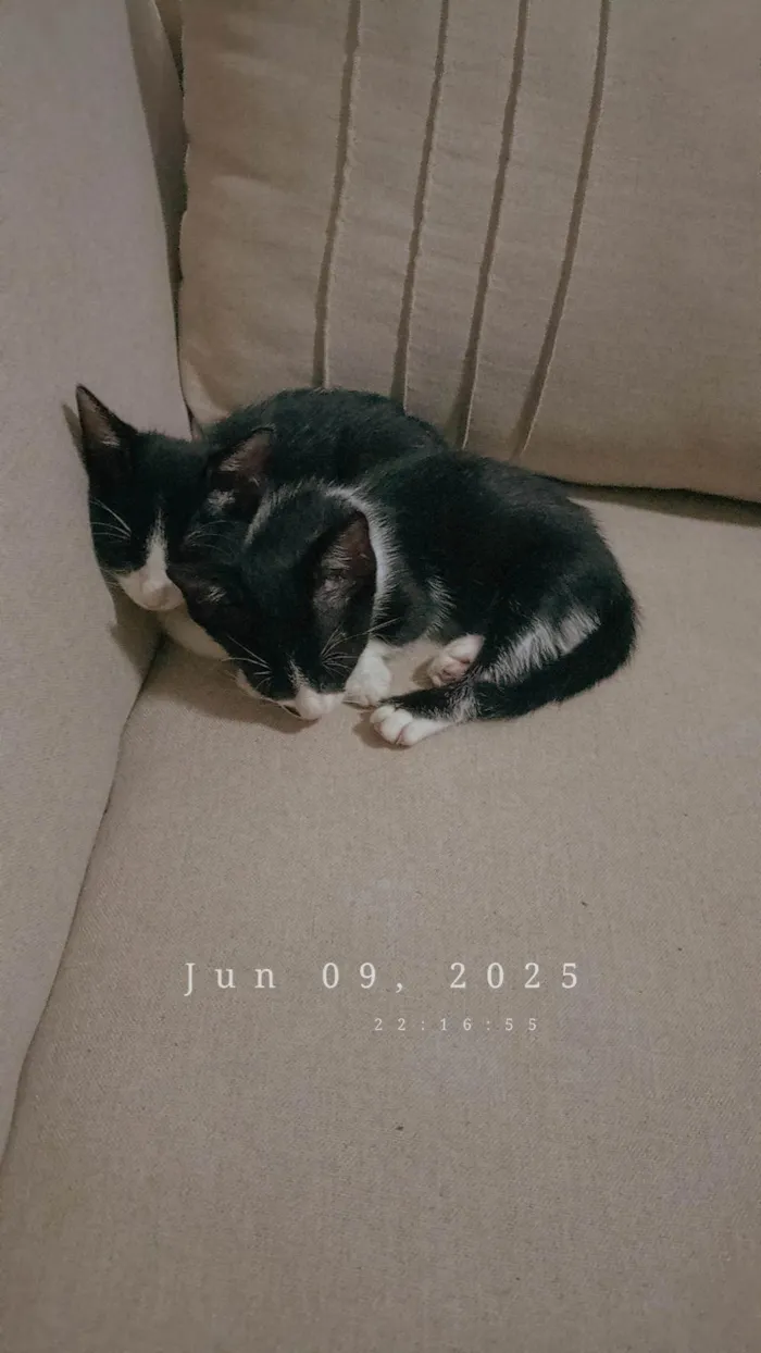 Gato ra a SRD-ViraLata idade 2 a 6 meses nome Não tem nome 