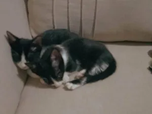 Gato raça SRD-ViraLata idade 2 a 6 meses nome Não tem nome 