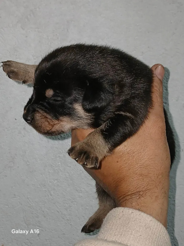 Cachorro ra a SRD-ViraLata idade Abaixo de 2 meses nome Danilo Nogueira Nunes