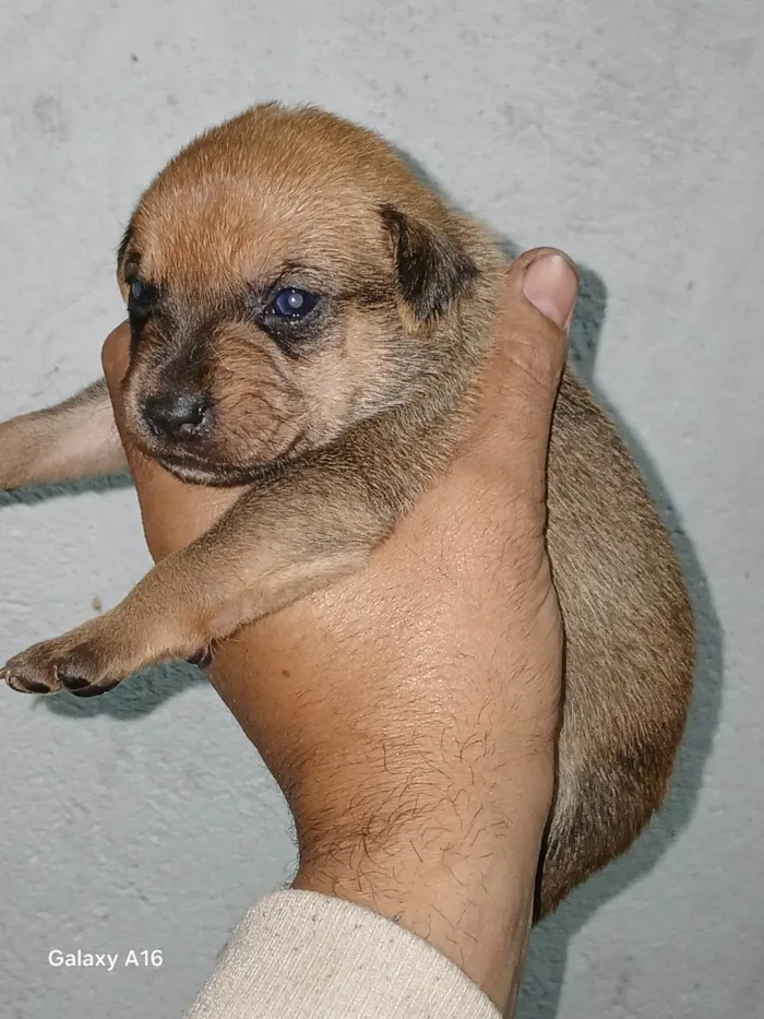 Cachorro ra a SRD-ViraLata idade Abaixo de 2 meses nome Danilo Nogueira Nunes