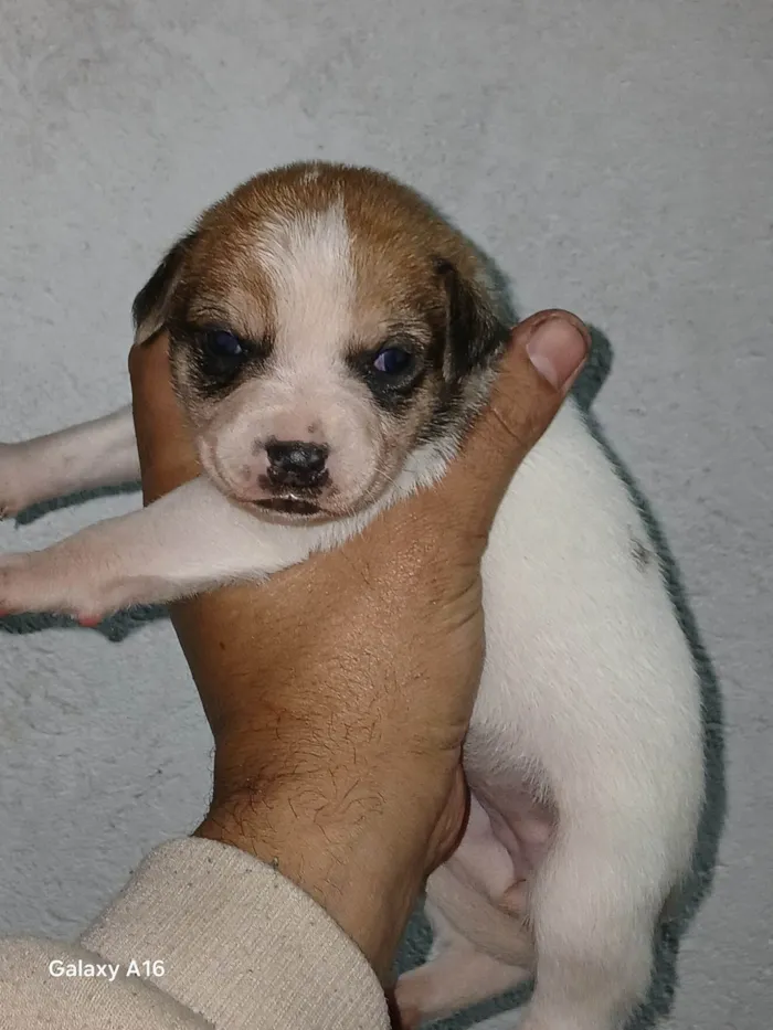 Cachorro ra a SRD-ViraLata idade Abaixo de 2 meses nome Danilo Nogueira Nunes