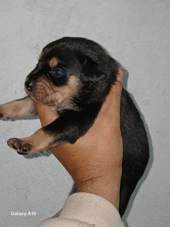 Cachorro ra a SRD-ViraLata idade Abaixo de 2 meses nome Danilo Nogueira Nunes