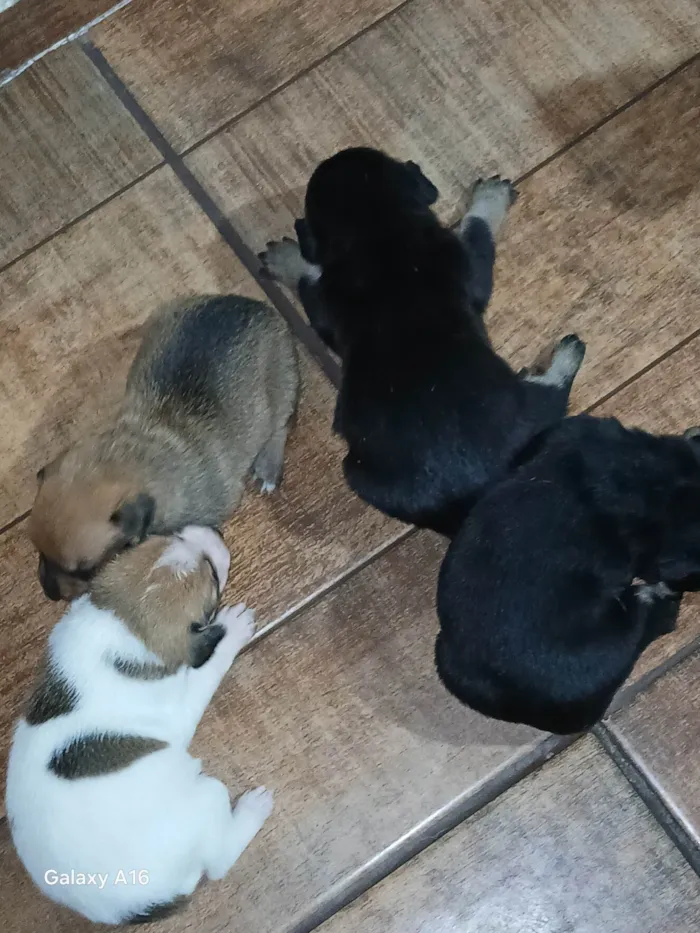 Cachorro ra a SRD-ViraLata idade Abaixo de 2 meses nome Danilo Nogueira Nunes