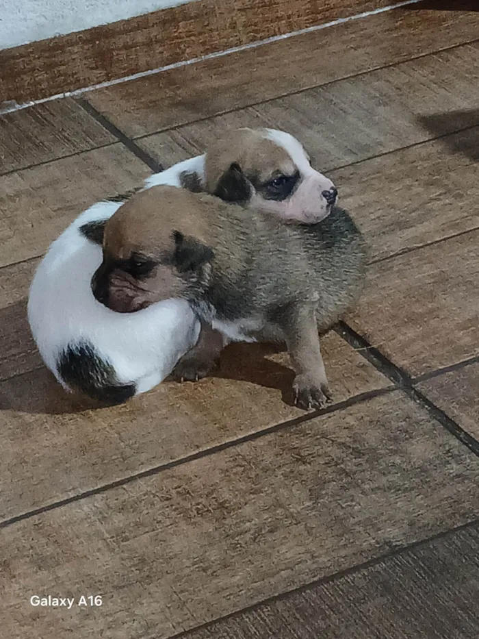 Cachorro ra a SRD-ViraLata idade Abaixo de 2 meses nome Danilo Nogueira Nunes