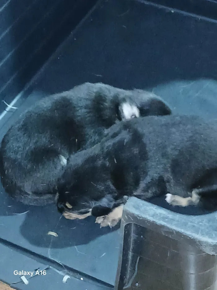 Cachorro ra a SRD-ViraLata idade Abaixo de 2 meses nome Danilo Nogueira Nunes