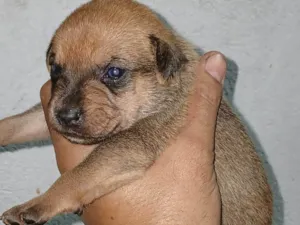 Cachorro raça SRD-ViraLata idade Abaixo de 2 meses nome Danilo Nogueira Nunes