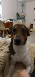 Pingo