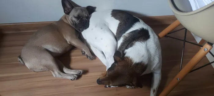 Cachorro ra a Bulldog idade 7 a 11 meses nome Rabicó