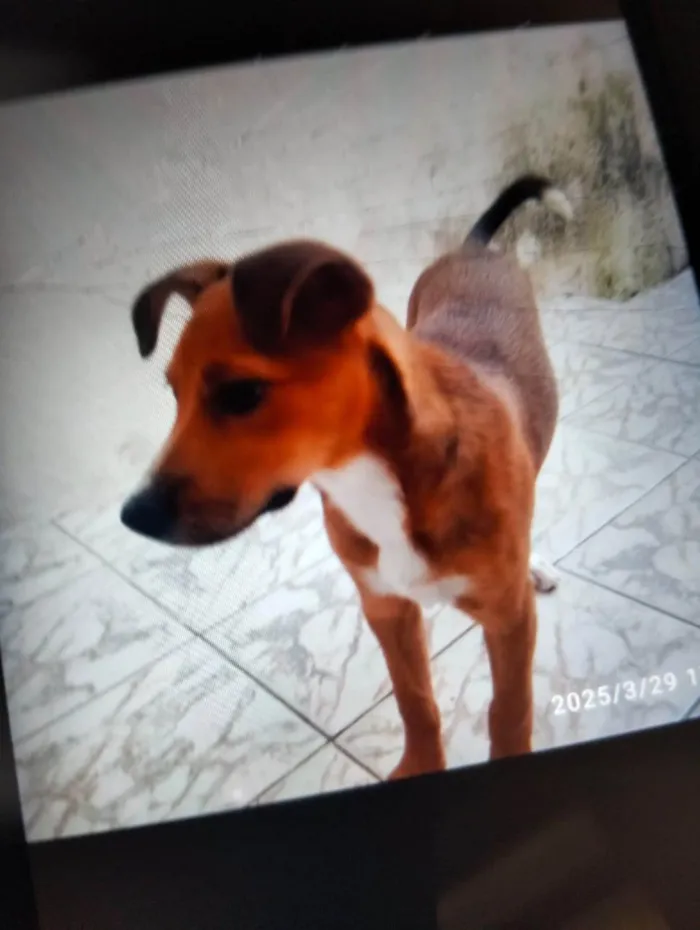 Cachorro ra a SRD-ViraLata idade 2 a 6 meses nome Falar com Gerluce - Whats 11 98147-6662