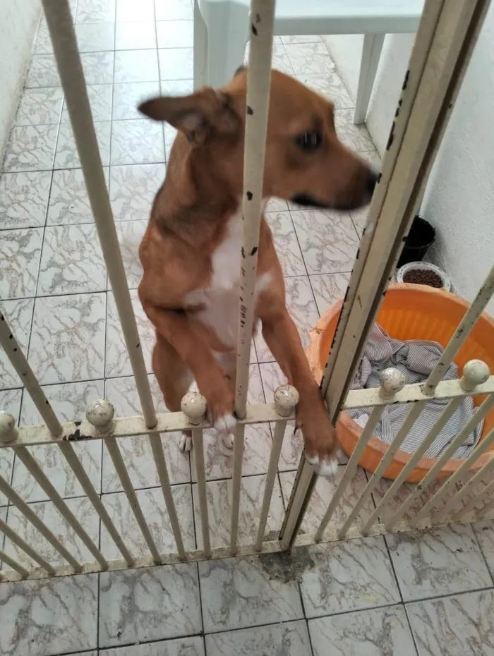 Cachorro ra a SRD-ViraLata idade 2 a 6 meses nome Falar com Gerluce - Whats 11 98147-6662