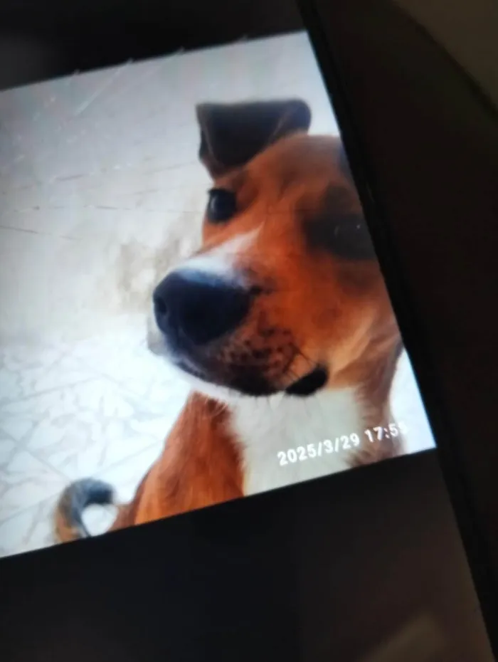 Cachorro ra a SRD-ViraLata idade 2 a 6 meses nome Falar com Gerluce - Whats 11 98147-6662