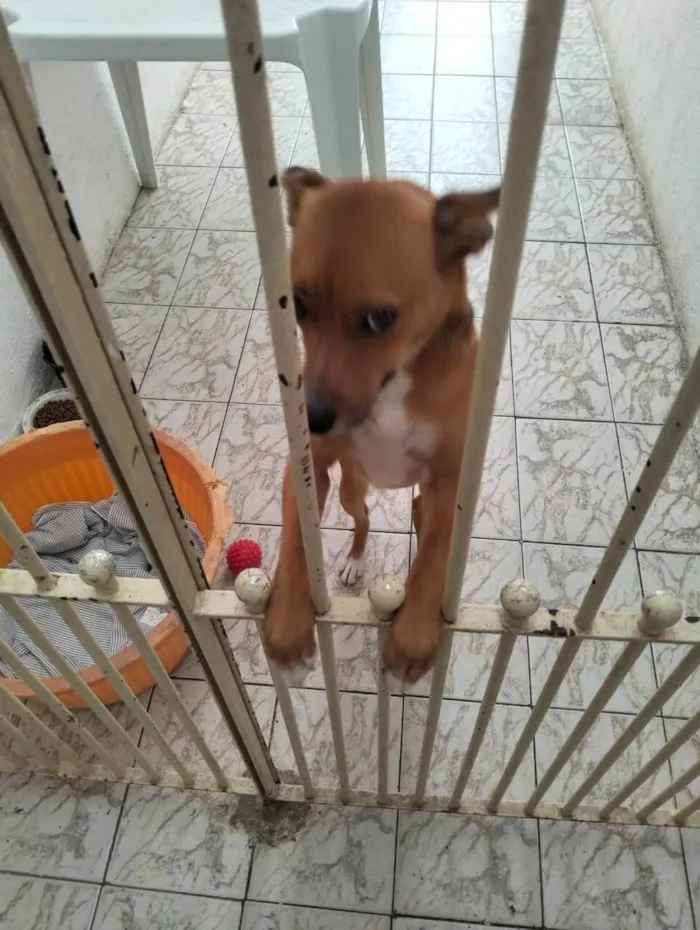Cachorro ra a SRD-ViraLata idade 2 a 6 meses nome Falar com Gerluce - Whats 11 98147-6662