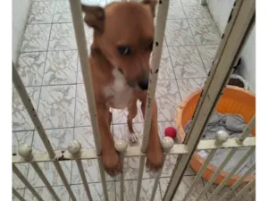 Cachorro raça SRD-ViraLata idade 2 a 6 meses nome Falar com Gerluce - Whats 11 98147-6662