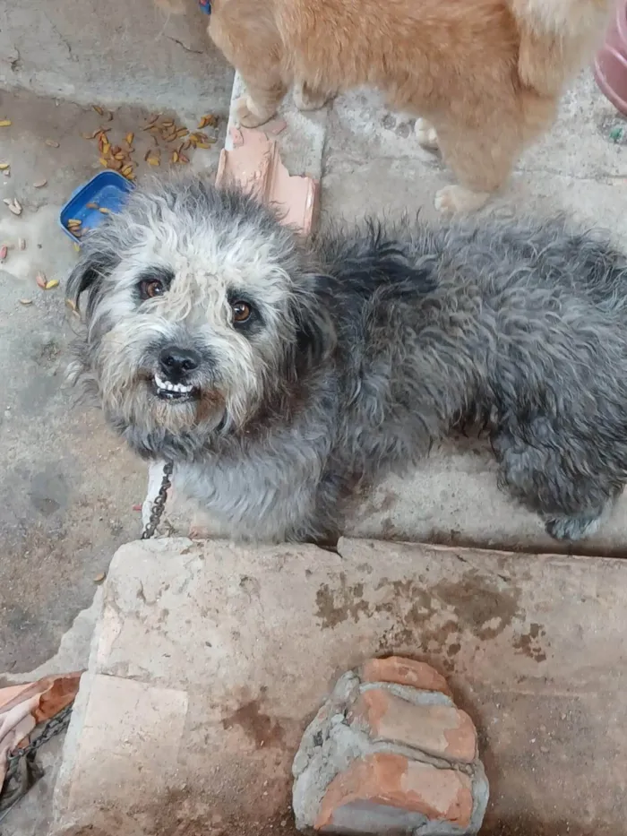 Cachorro ra a SRD-ViraLata idade 2 a 6 meses nome Falar com Esther - Whats 11 94209-3315