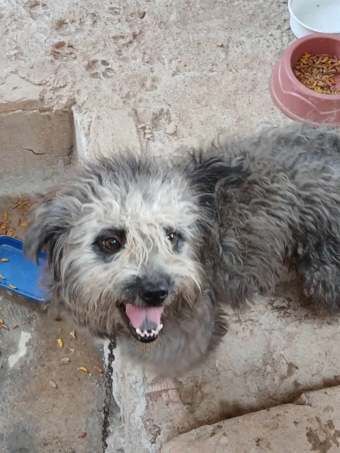 Cachorro ra a SRD-ViraLata idade 2 a 6 meses nome Falar com Esther - Whats 11 94209-3315
