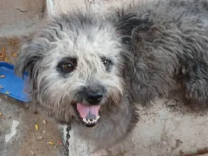 Cachorro raça SRD-ViraLata idade 2 a 6 meses nome Falar com Esther - Whats 11 94209-3315