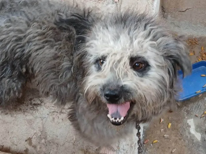 Cachorro ra a SRD-ViraLata idade 2 a 6 meses nome Falar com Esther - Whats 11 94209-3315