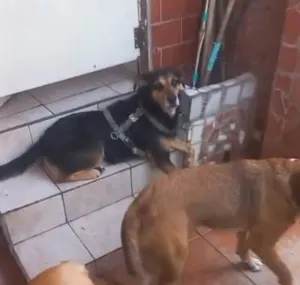 Cachorro raça SRD-ViraLata idade 2 a 6 meses nome Falar com Marcos - Whats 11 97526-4937