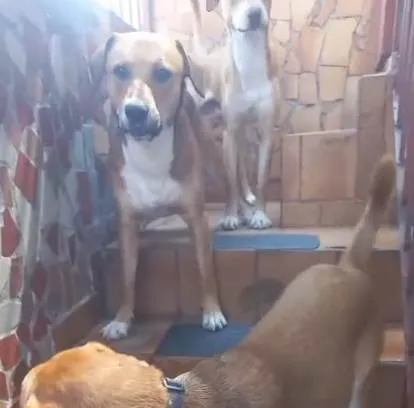 Cachorro ra a SRD-ViraLata idade 2 a 6 meses nome Falar com Marcos - Whats 11 97526-4937