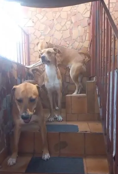 Cachorro ra a SRD-ViraLata idade 2 a 6 meses nome Falar com Marcos - Whats 11 97526-4937