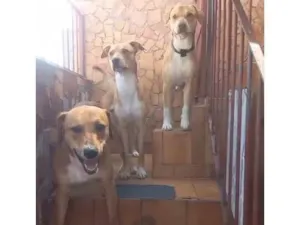 Cachorro raça SRD-ViraLata idade 2 a 6 meses nome Falar com Marcos - Whats 11 97526-4937