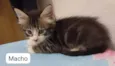 Gatinhos para adoção