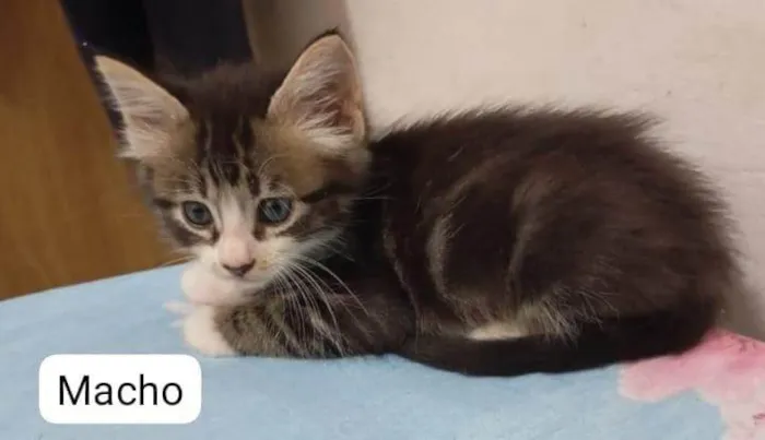 Gato ra a SRD-ViraLata idade Abaixo de 2 meses nome Gatinhos para adoção