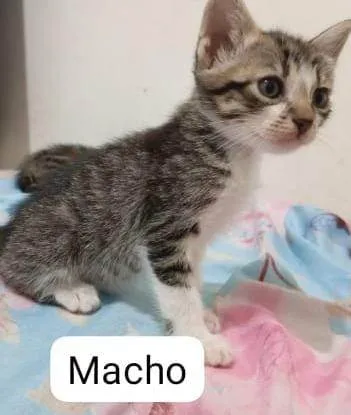 Gato ra a SRD-ViraLata idade Abaixo de 2 meses nome Gatinhos para adoção
