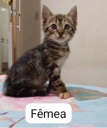 Gato ra a SRD-ViraLata idade Abaixo de 2 meses nome Gatinhos para adoção