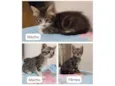 Gatinhos para adoção